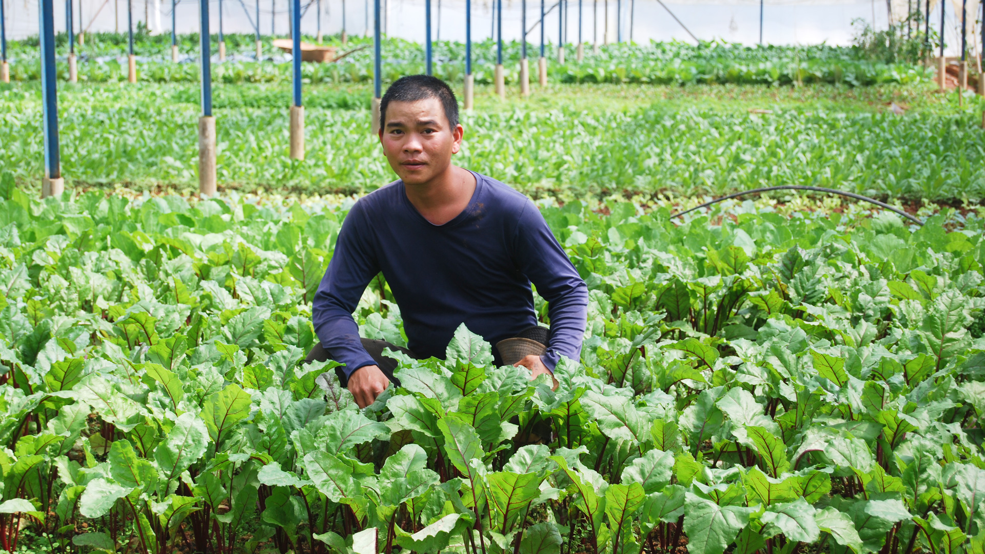 Nông nghiệp tuần hoàn - còn dồi dào tiềm năng (Bài cuối)
