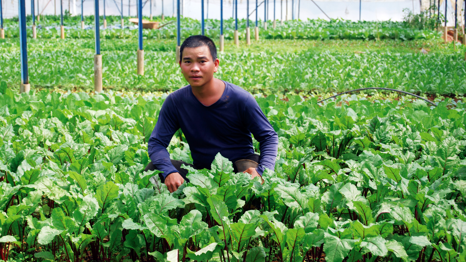 Chìa khóa liên kết sản xuất nông nghiệp hữu cơ