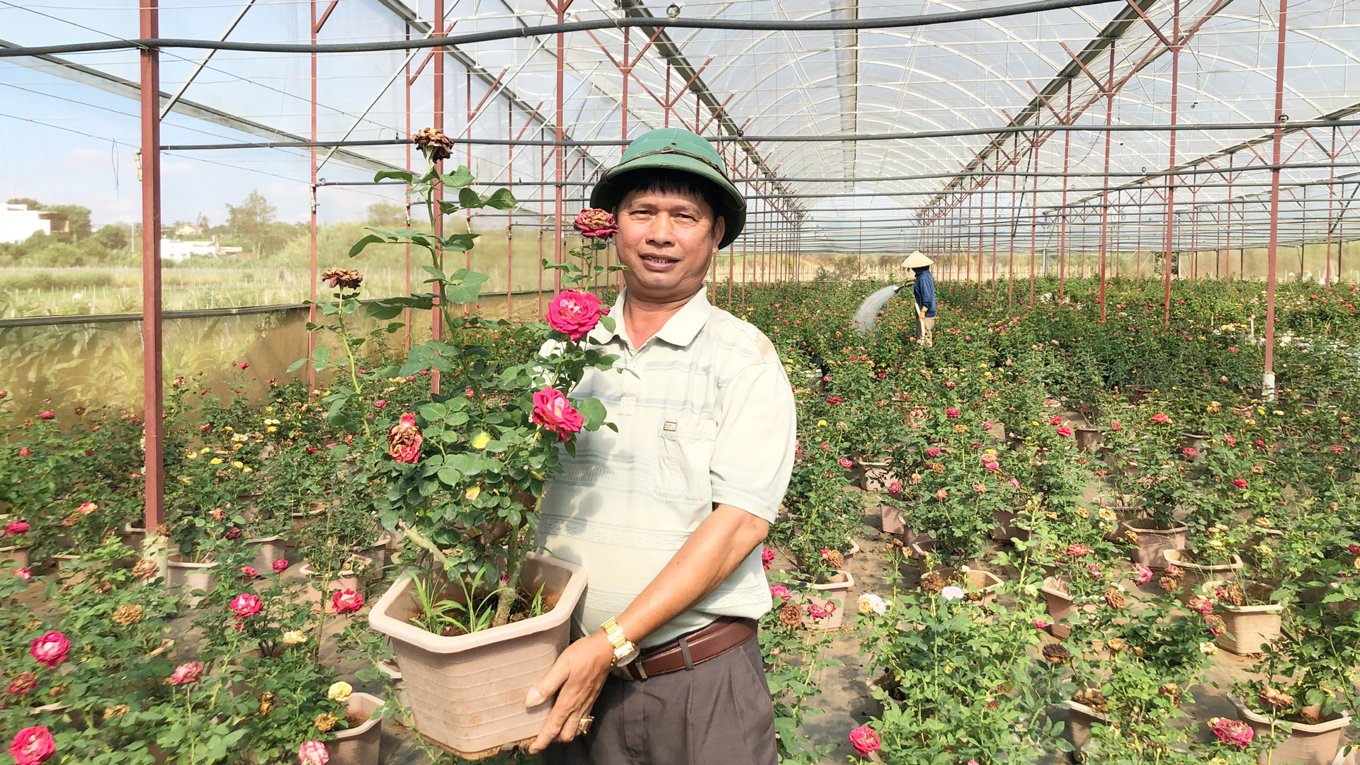 Trồng hồng chậu, nông dân thu tiền tỉ