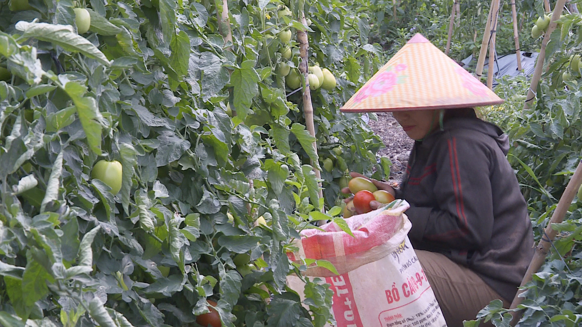 Cà chua Rita chín đỏ thôn Nùng
