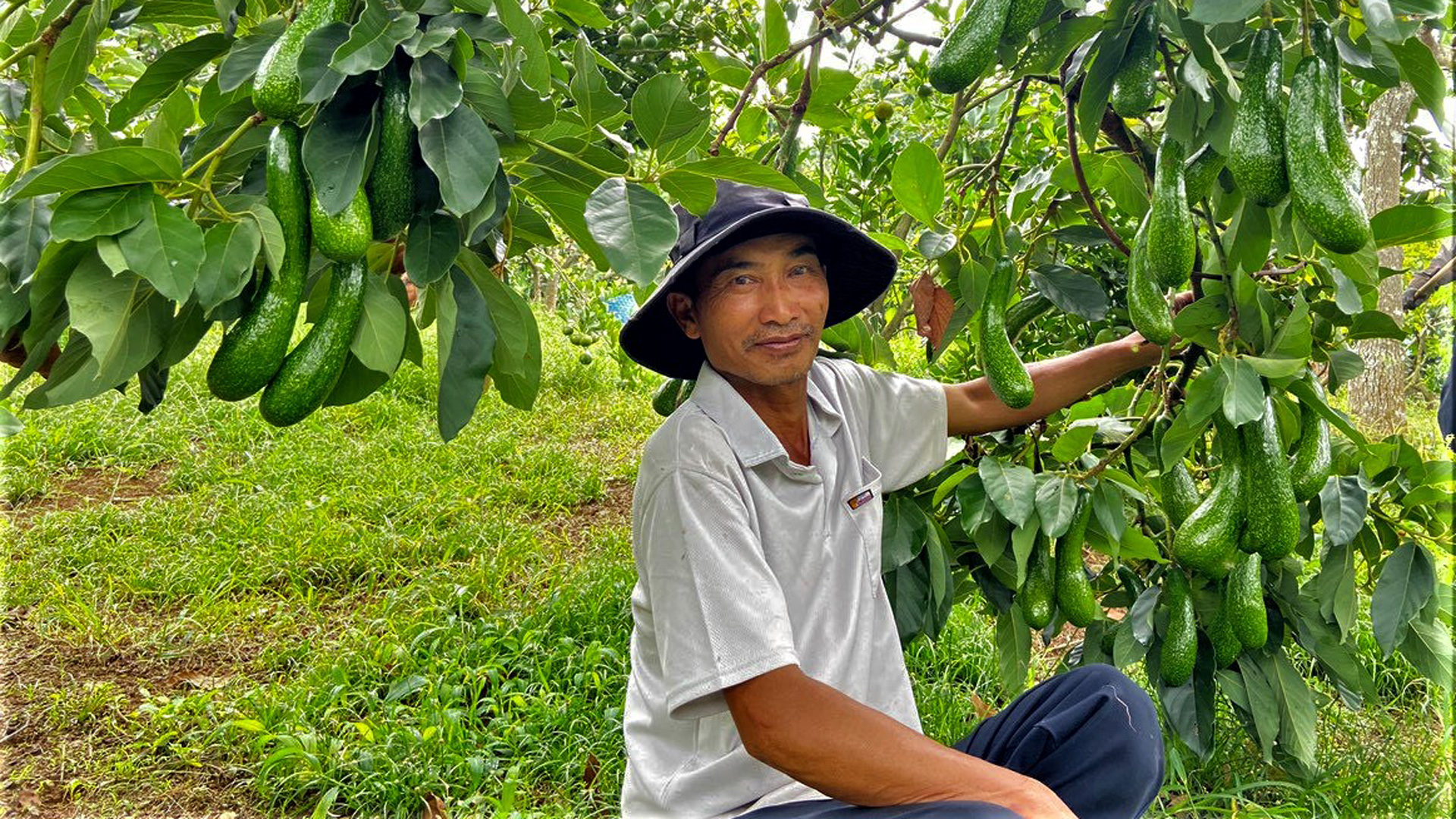 Giải pháp ổn định thị trường bơ Lâm Đồng