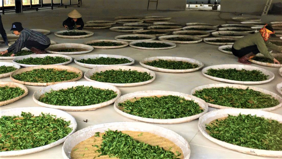 Để nâng cao sức cạnh tranh của sản phẩm cây công nghiệp Đà Lạt