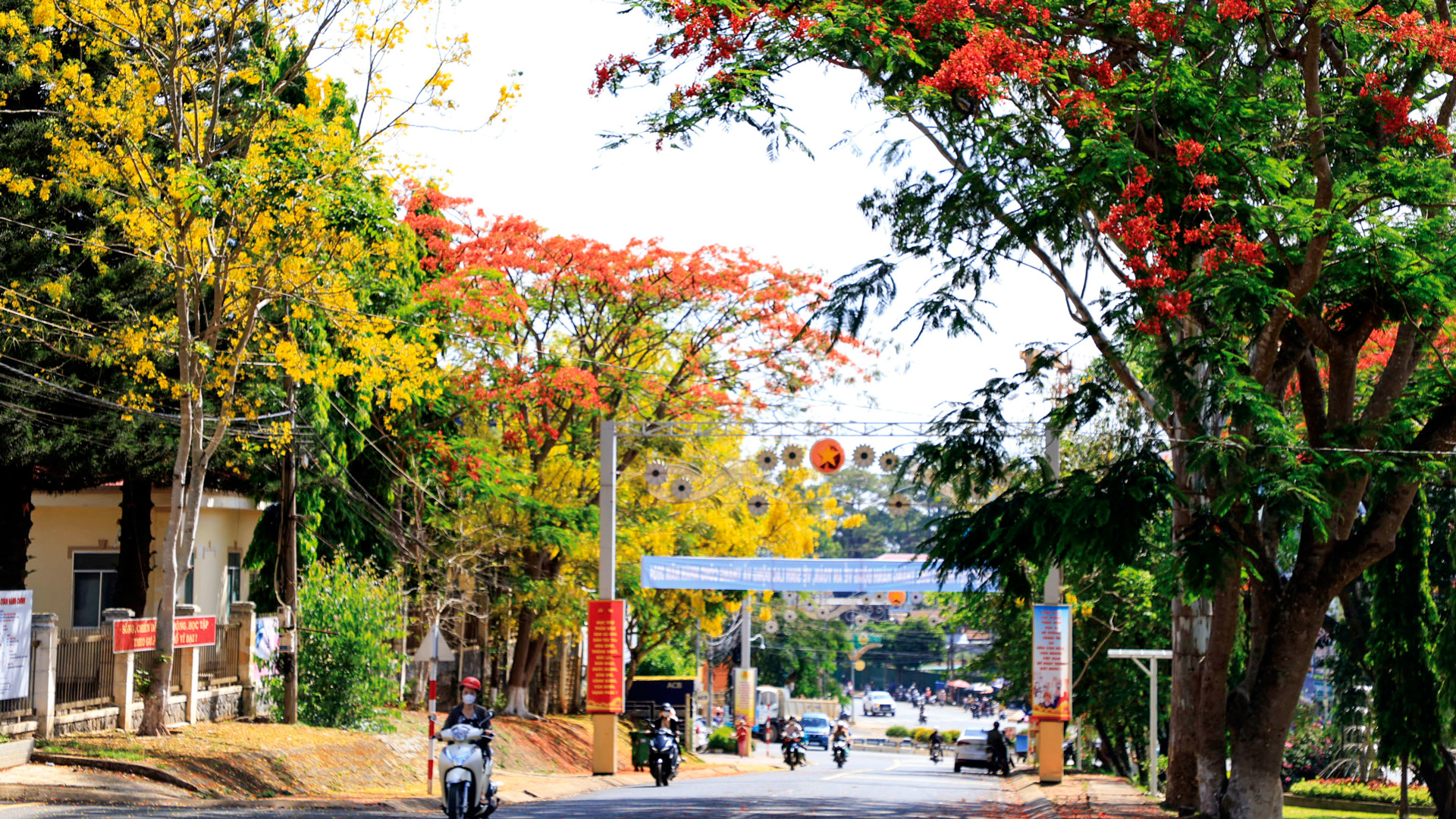 Mát mắt với sắc muồng hoàng yến ở Di Linh
