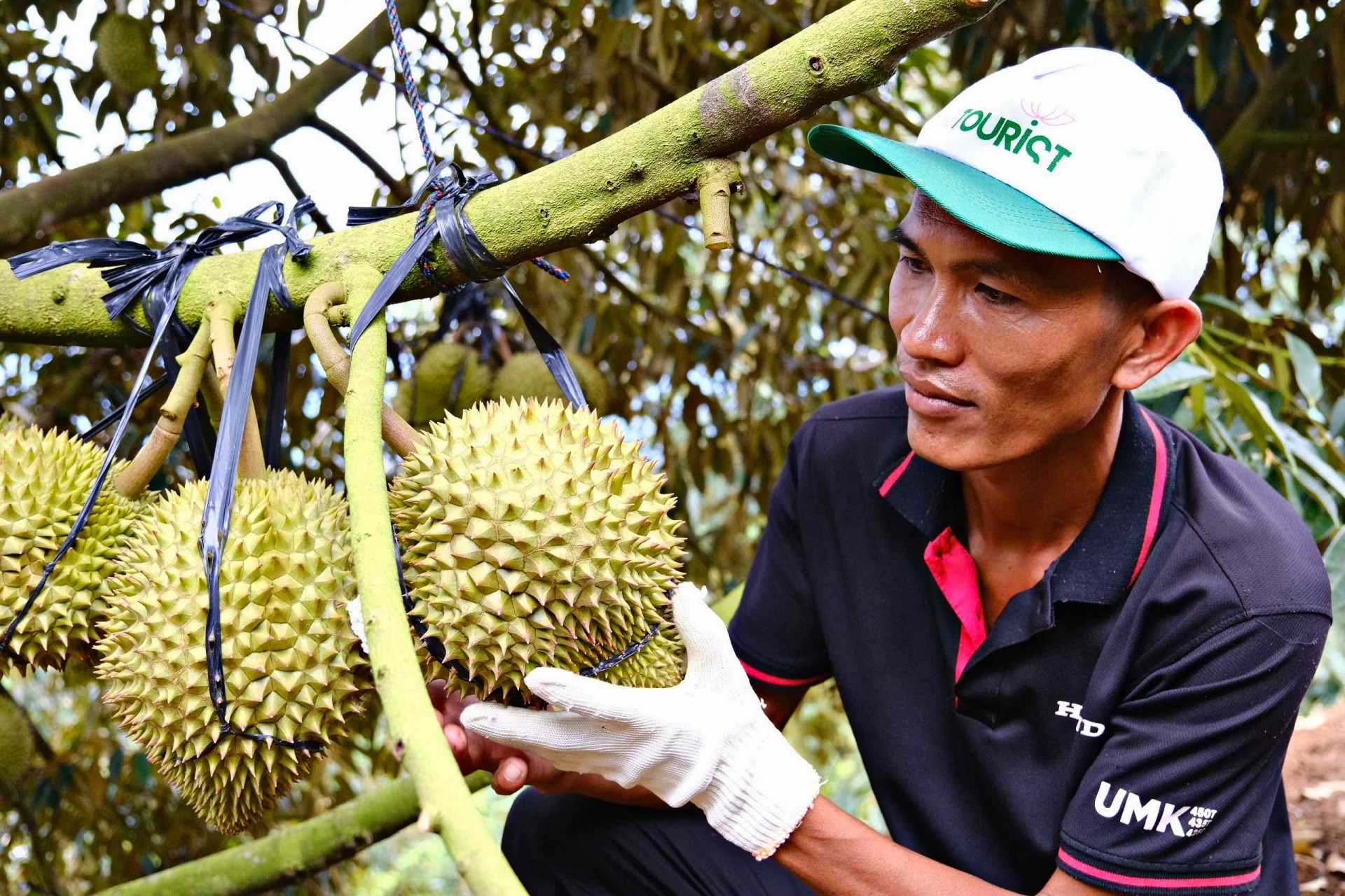 Lâm Đồng triển khai Công điện của Thủ tướng về thúc đẩy sản xuất và xuất khẩu sầu riêng bền vững