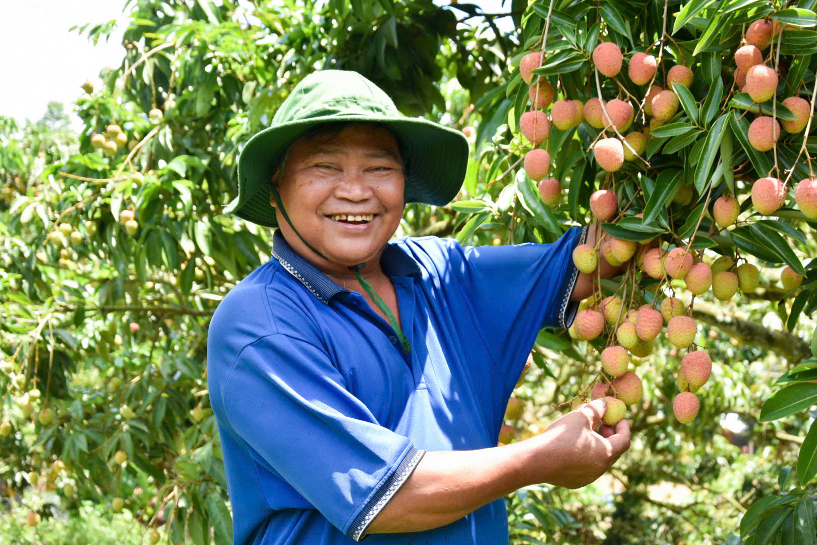Ngọt thơm mùa vải u hồng ở Đạ Rsal