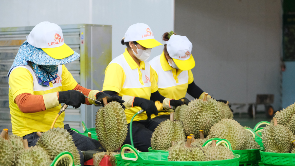 Thủ tướng Chính phủ chỉ đạo thúc đẩy sản xuất và xuất khẩu sầu riêng bền vững