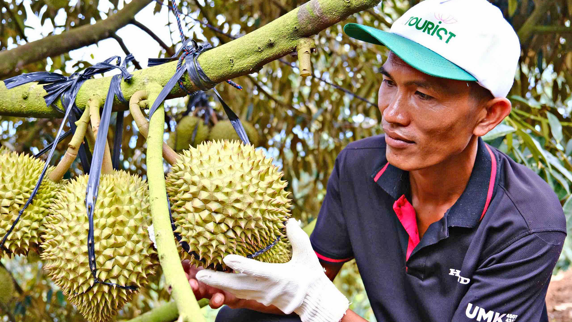 Cần chiến lược phát triển sầu riêng bền vững 