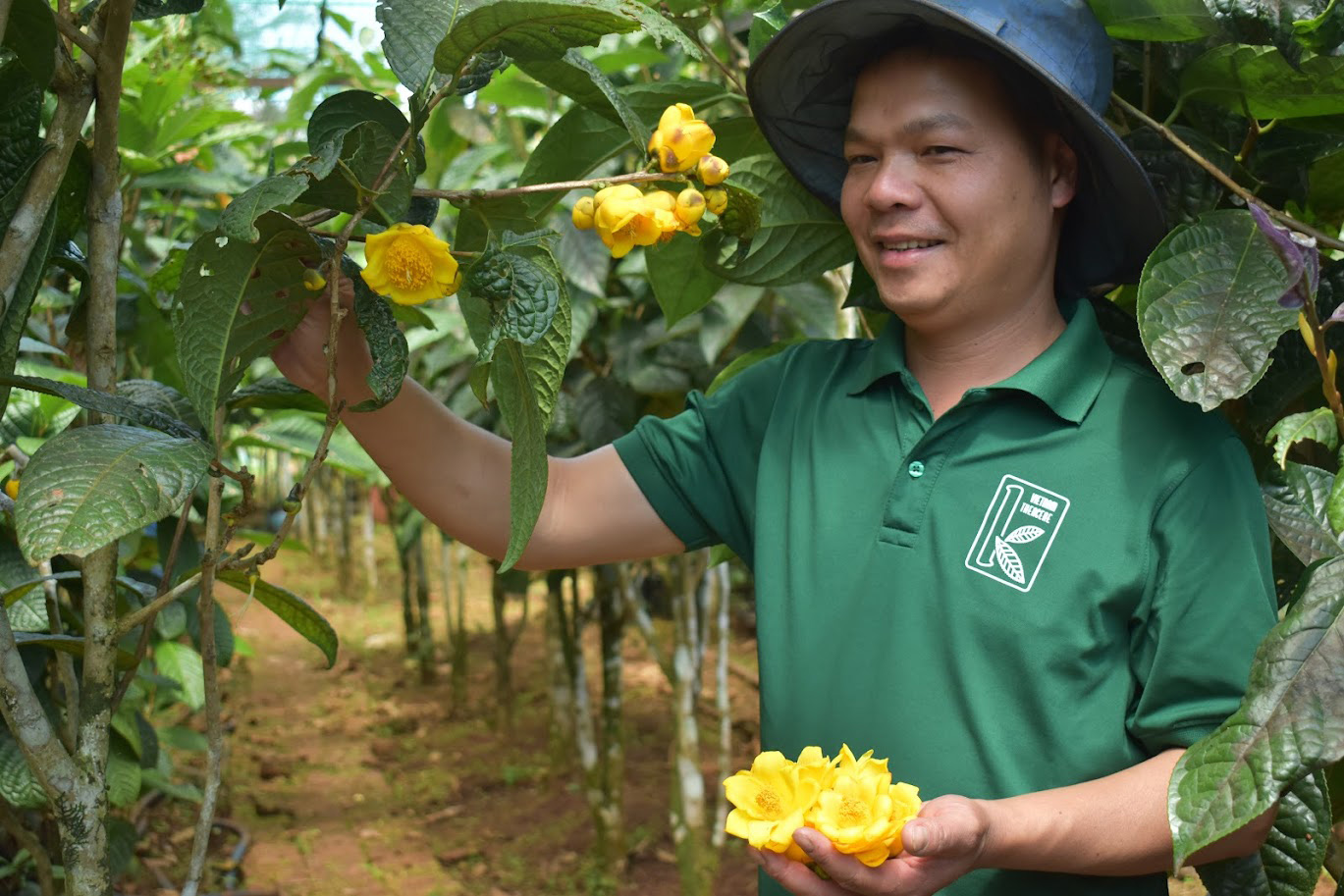 Gắn sản xuất với chế biến nhựa thông, dược liệu trong rừng