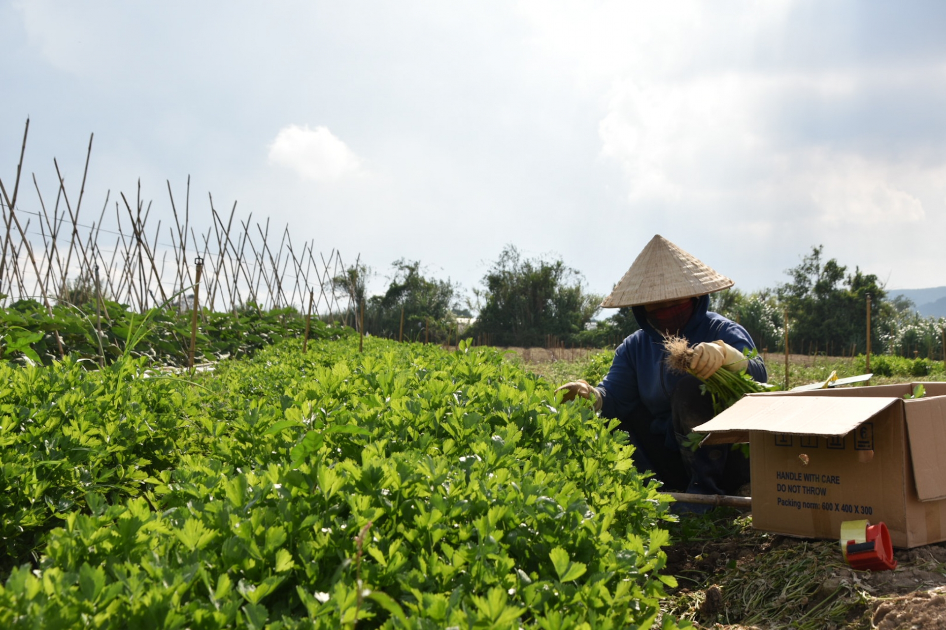 Nông sản rớt giá, nông dân gặp nhiều khó khăn