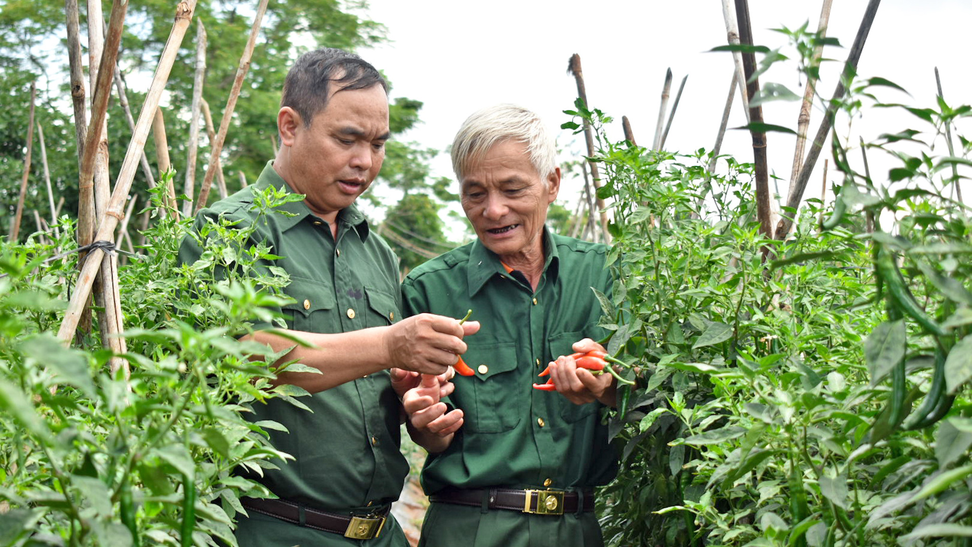 Đồng hành cùng cựu chiến binh xóa nghèo bền vững 