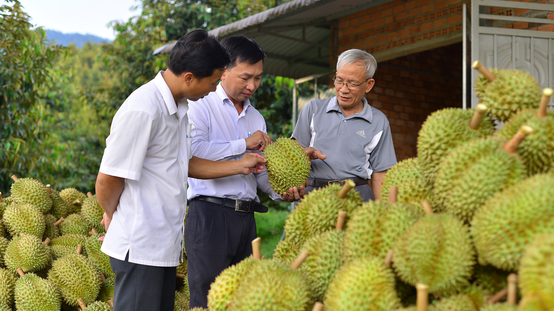 Sầu riêng Lâm Đồng đảm bảo các tiêu chuẩn xuất khẩu
