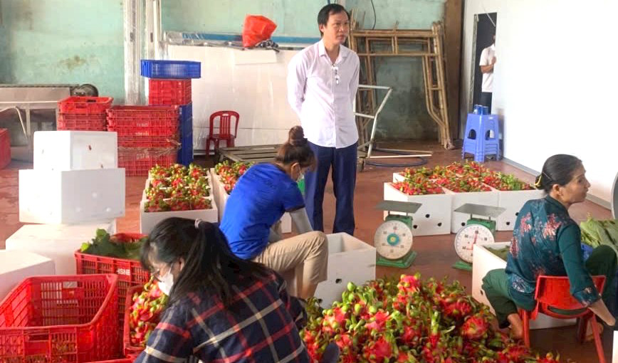 Liên kết sản xuất, tiêu thụ 150 ha bơ, thanh long, sầu riêng