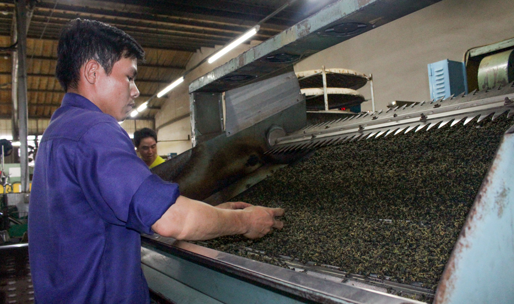 Các doanh nghiệp xuất khẩu không sử dụng hoá chất nhuộm chè trong quá trình chế biến