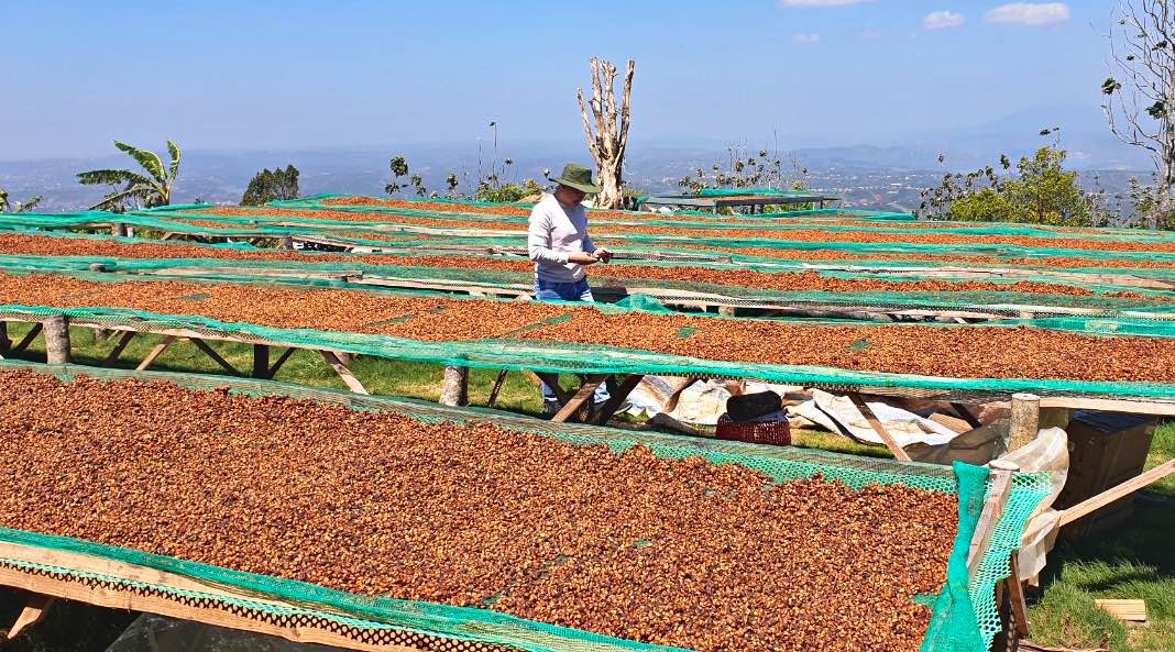 Giá cà phê nhân tăng kỷ lục 65.000 đồng/kg