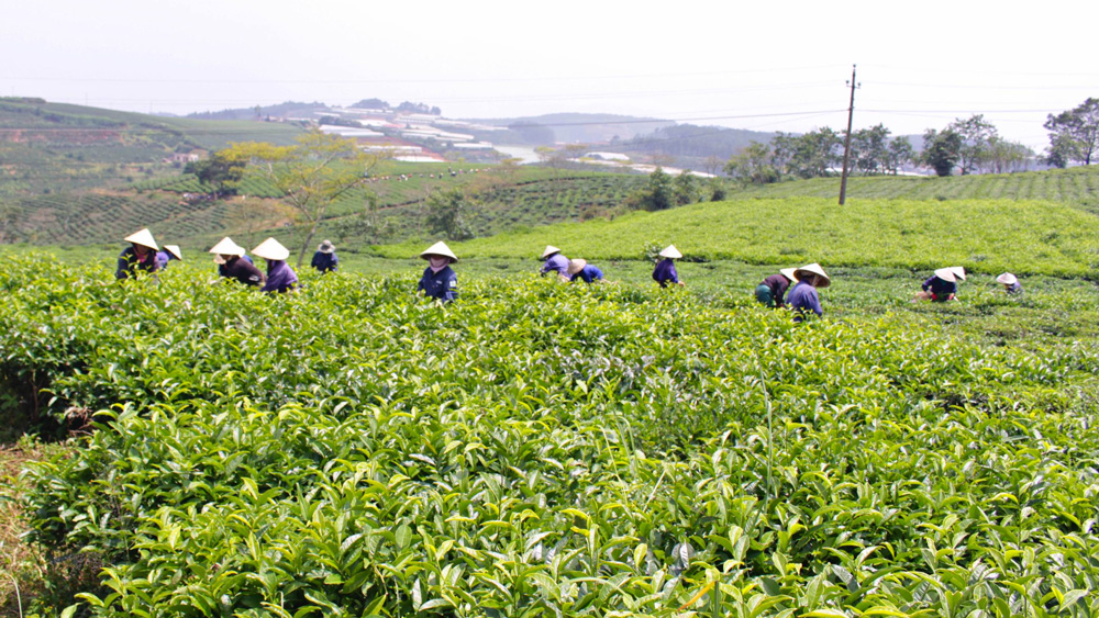 Tiếp tục khuyến cáo các doanh nghiệp không sử dụng hoá chất trong quá trình chế biến chè