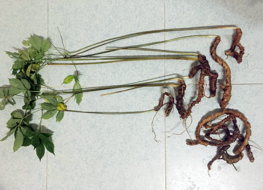 Sâm Lang Biang thuộc đối tượng bảo tồn, gây trồng, phát triển quy mô thử nghiệm