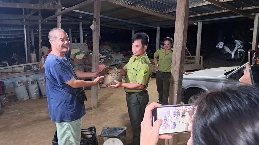 Đạ Tẻh: Người dân giao nộp cá thể tê tê nặng 9 kg phát hiện trong vườn nhà