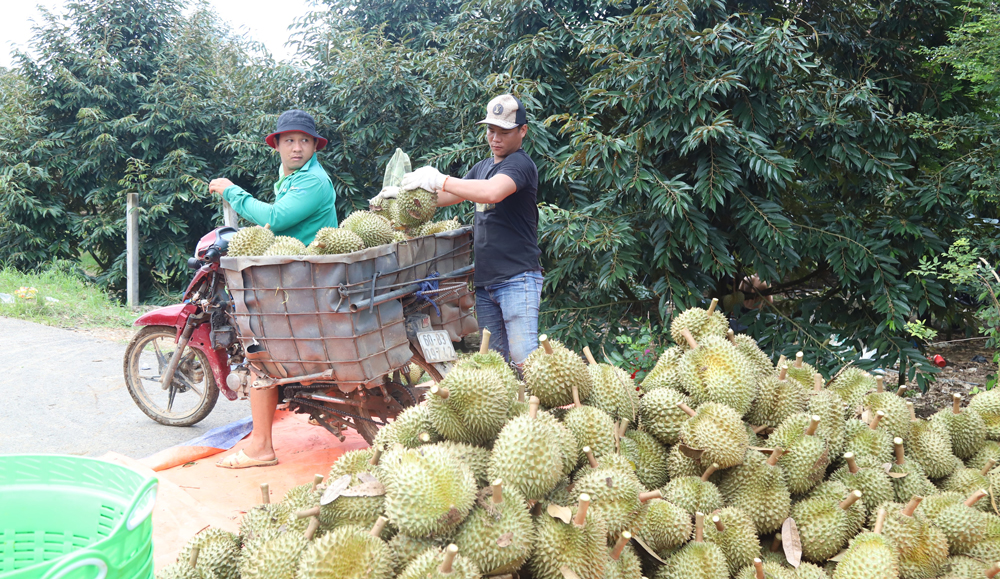 Nông dân trúng đậm sầu riêng
