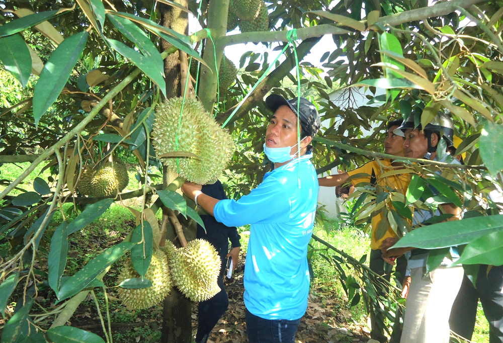 Đạ Huoai: Khuyến cáo người dân không thu hoạch sầu riêng khi chưa đủ độ chín