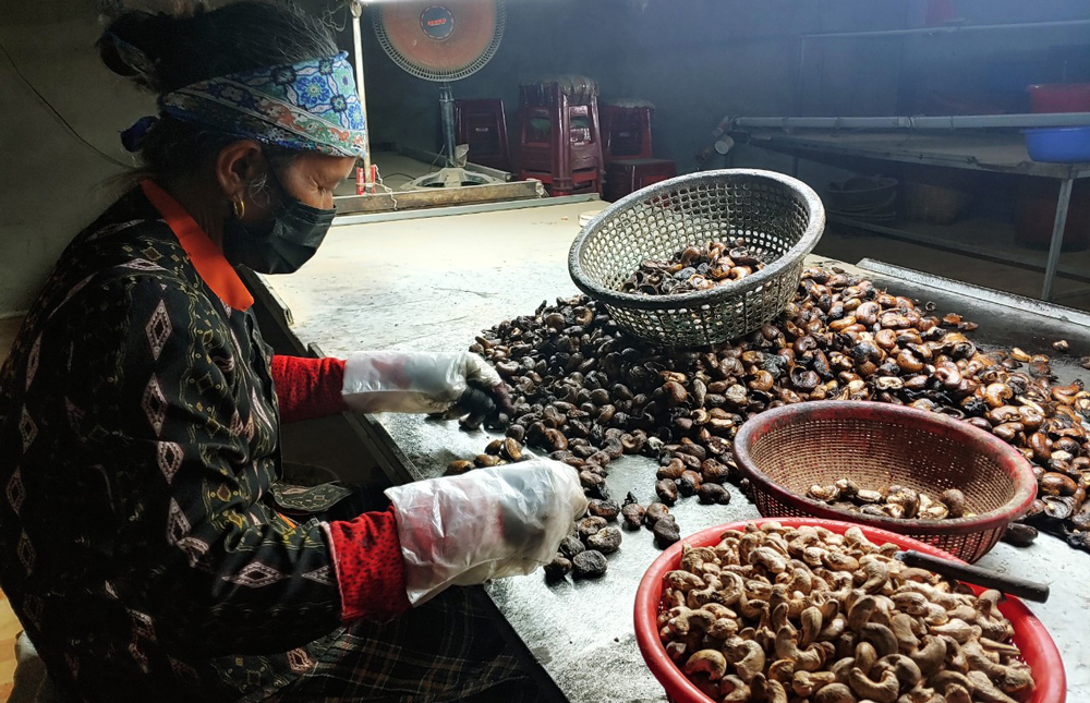 Sầu riêng Đam Rông, hạt điều Đạ Huoai được xây dựng nhãn hiệu chứng nhận