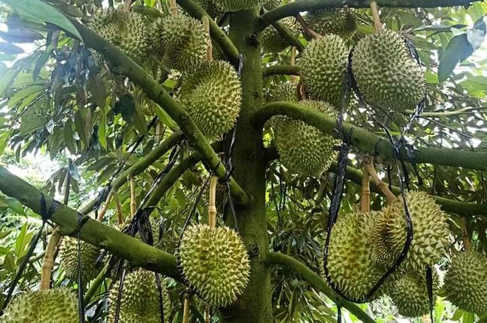 Đường dây nóng phản ánh tình hình tội phạm liên quan đến sầu riêng tại Đạ Huoai