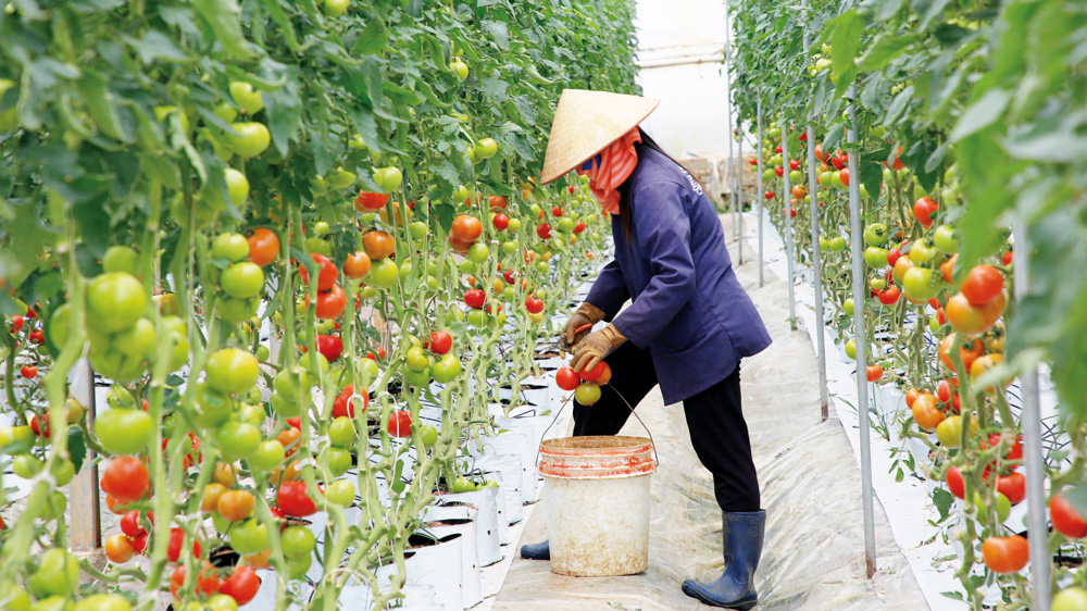 Chuyển đổi số trong doanh nghiệp nhỏ và vừa ở Lâm Đồng