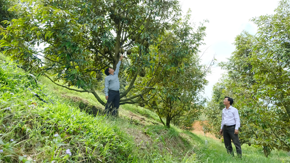 "Quả ngọt" từ chuyển đổi cơ cấu cây trồng đúng hướng ở Nam Ninh