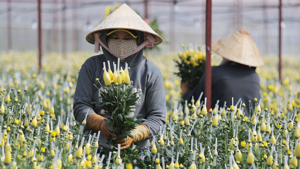 Thúc đẩy phát triển nông nghiệp bền vững, tạo sinh kế cho người dân vùng đồng bào dân tộc thiểu số