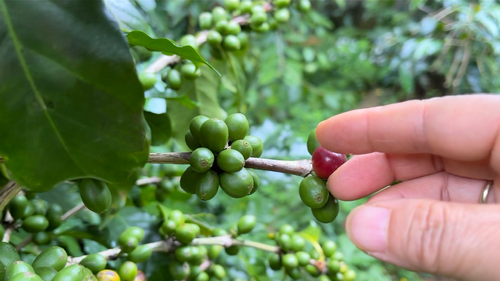 Cải thiện PGI để thúc đẩy phát triển kinh tế bền vững gắn với bảo vệ môi trường