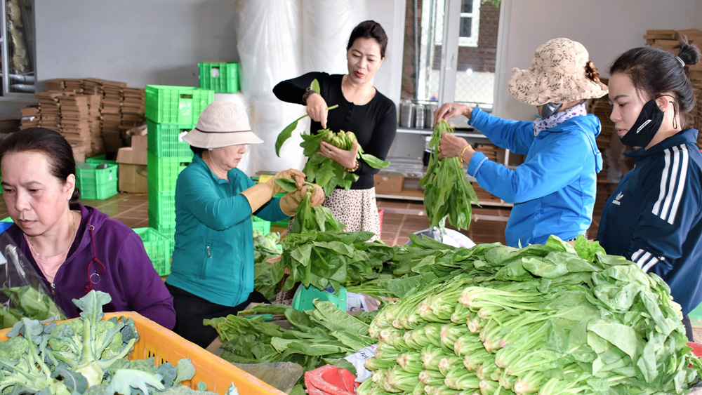 Chuỗi rau VietGAP Hiền Thi: Vị trí mới trên thị trường