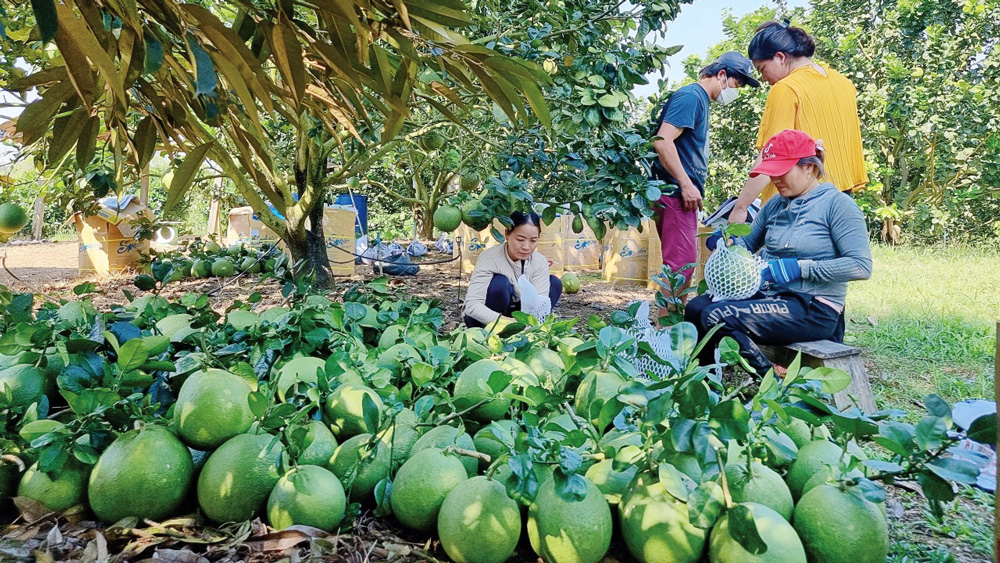 Đồng hành, hỗ trợ nâng cao đời sống nông dân