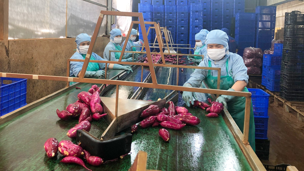 Công nghệ sau thu hoạch: Then chốt cho xuất khẩu nông sản