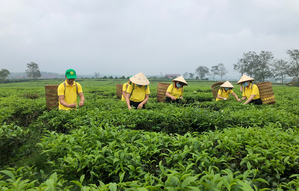 Trà Lâm Đồng xuất khẩu sang Trung Đông đạt tiêu chuẩn