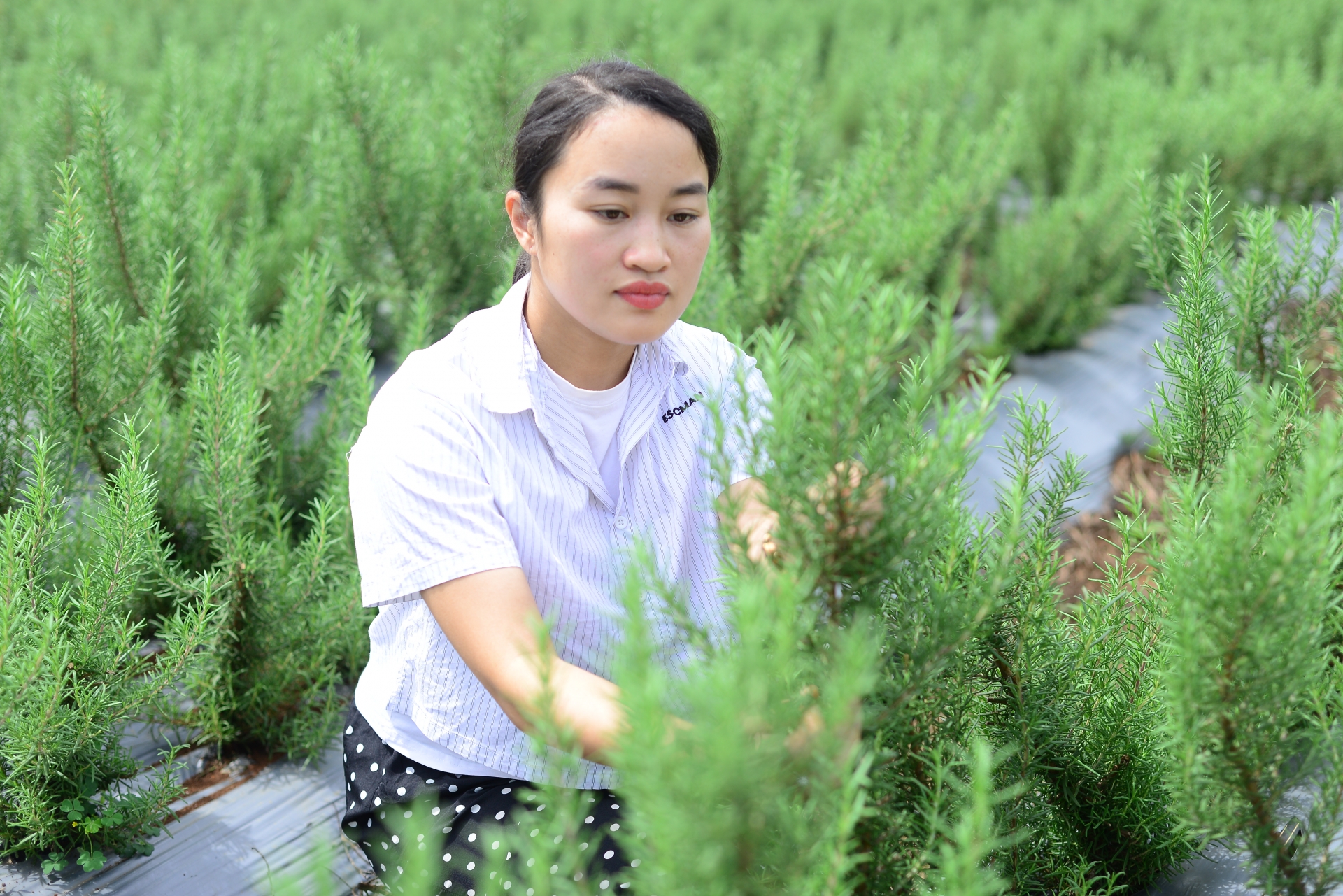 Khởi nghiệp từ cây hương thảo
