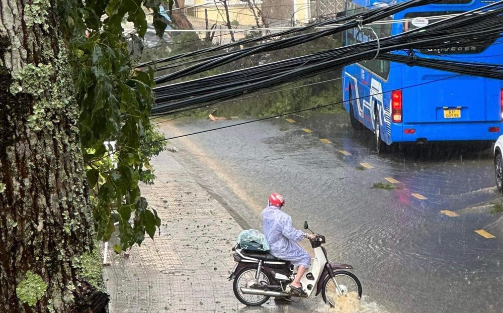 Rà soát, xử lý các cây có nguy cơ ngã đổ trong mùa mưa bão