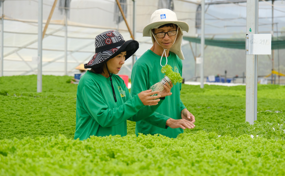 Đưa rau thủy canh về vùng đất mới