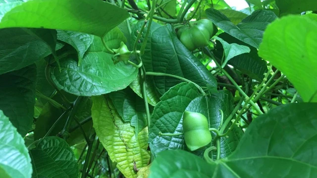 Đạ Huoai: Khuyến cáo người dân không nên trồng cây sachi