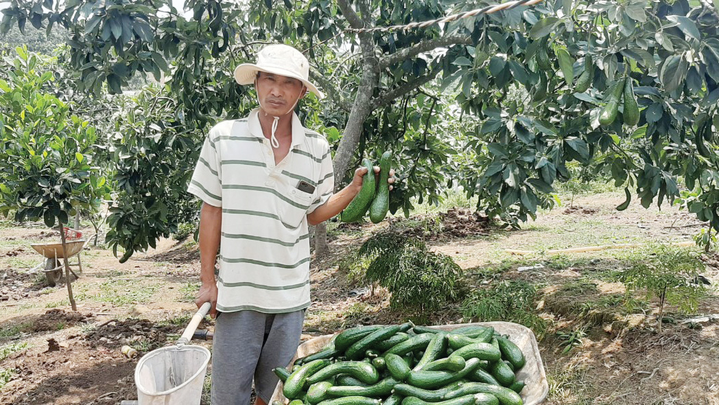 Giải quyết khó khăn trên vùng bơ 034 