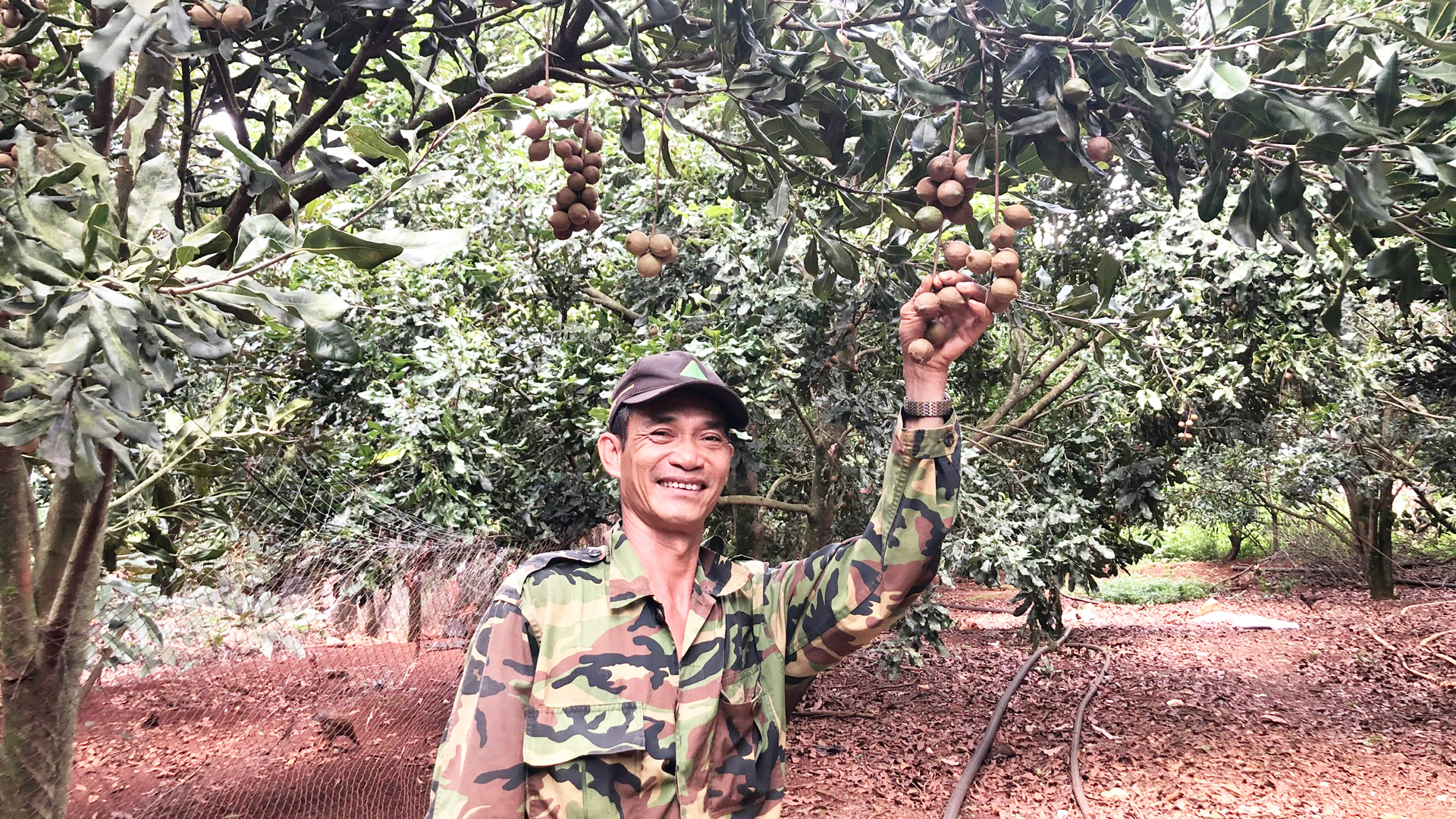Người tiên phong trồng mắc ca đất Lâm Hà