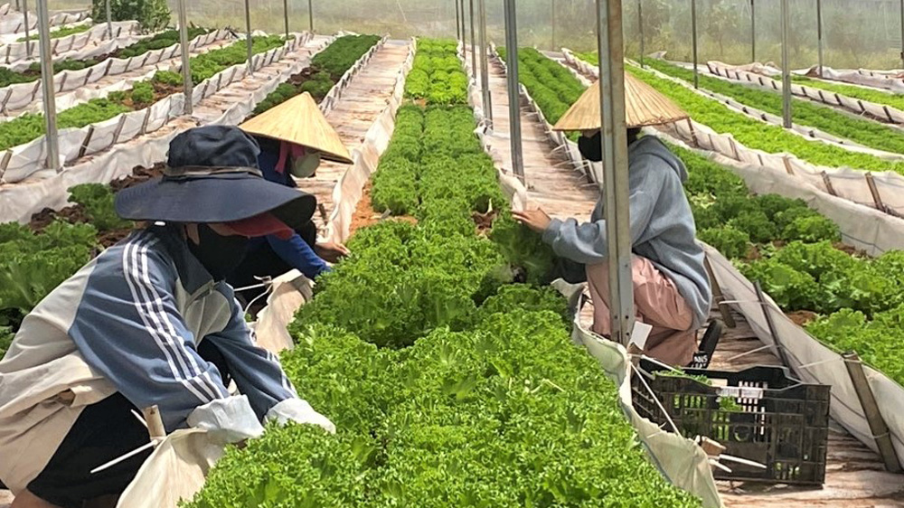 Phát triển trồng trọt thành ngành kinh tế kỹ thuật chuyên nghiệp