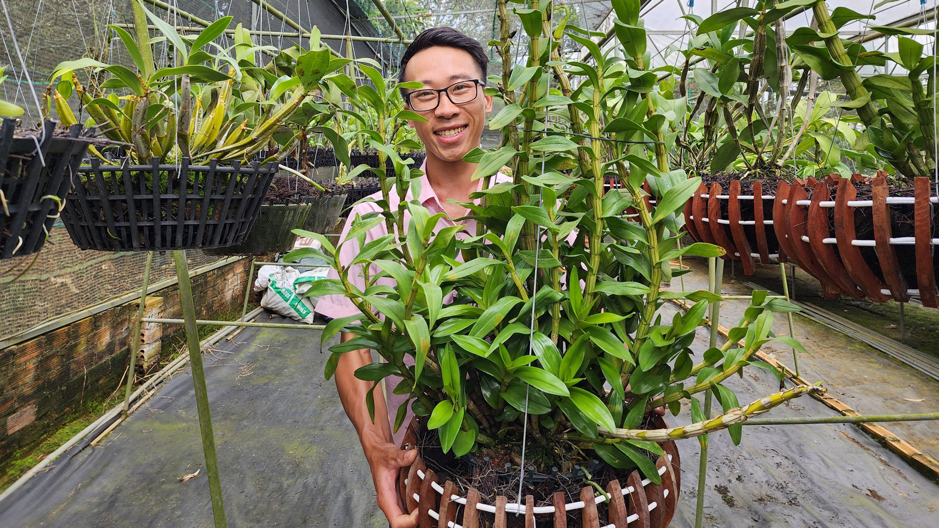 Người trẻ trồng lan rừng cấy mô