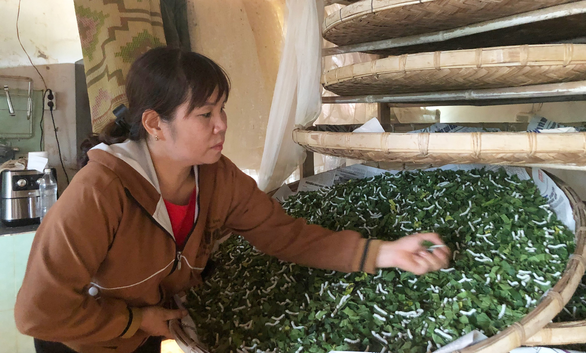 Nơi những người phụ nữ giúp nhau làm giàu từ con tằm