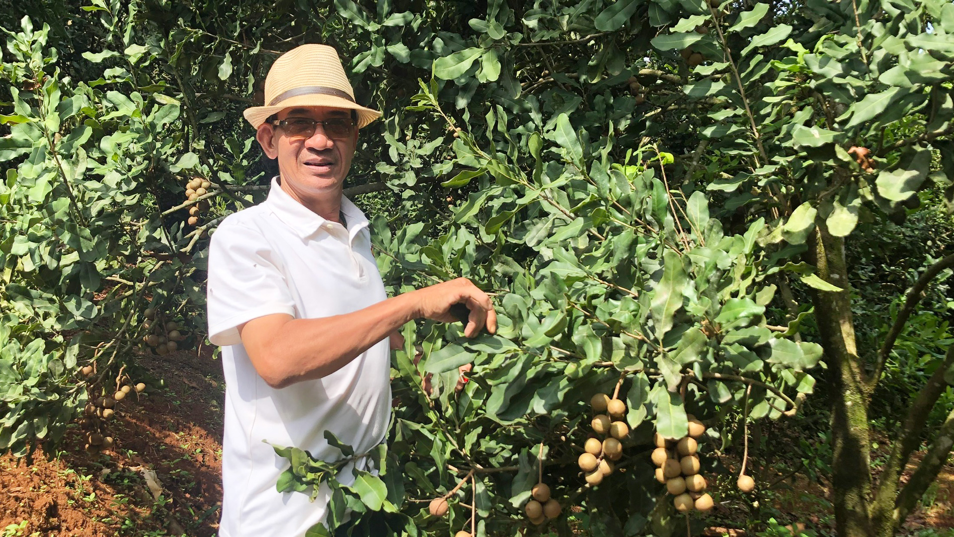 Ông trưởng thôn và mơ ước vùng mắc ca xanh