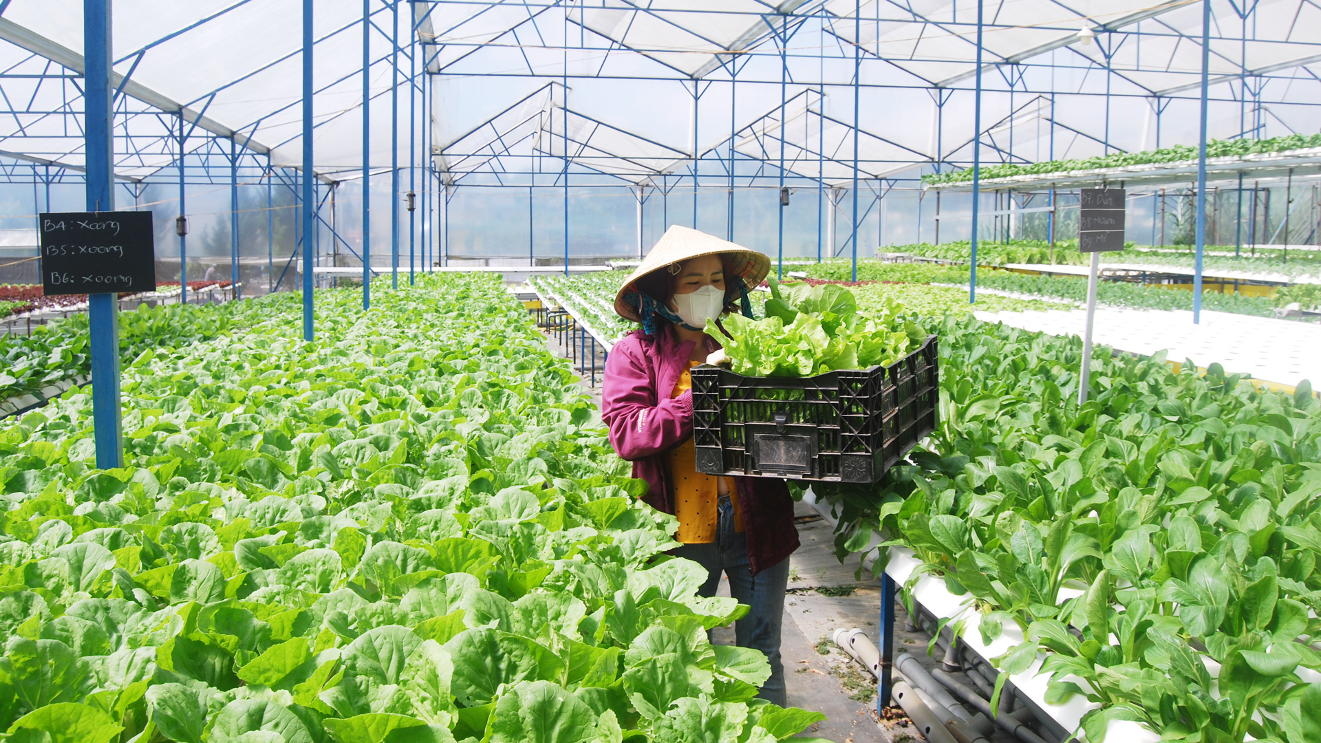 Nâng cao uy tín thương hiệu rau an toàn Đà Lạt