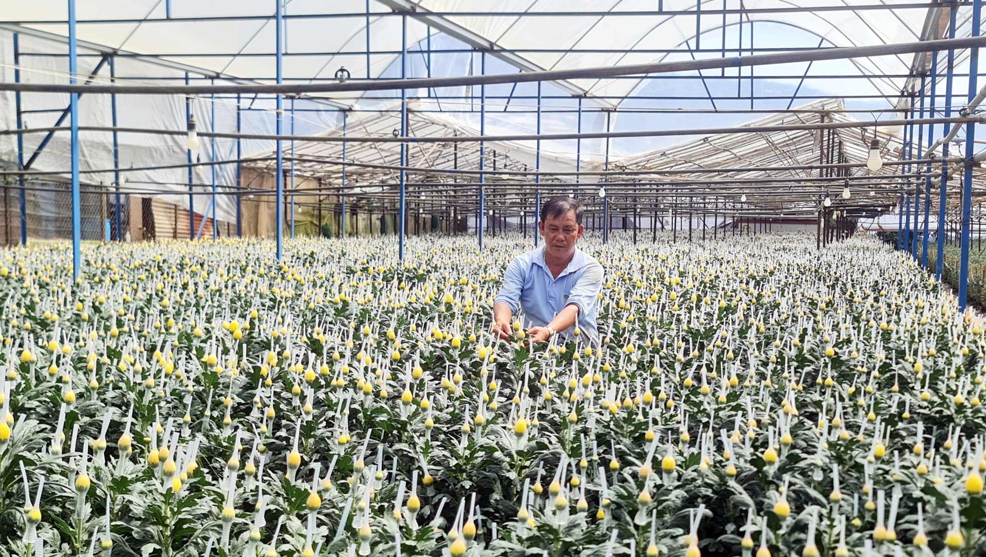Vai trò của quản lý Nhà nước trong lĩnh vực nông nghiệp công nghệ cao ở Đà Lạt