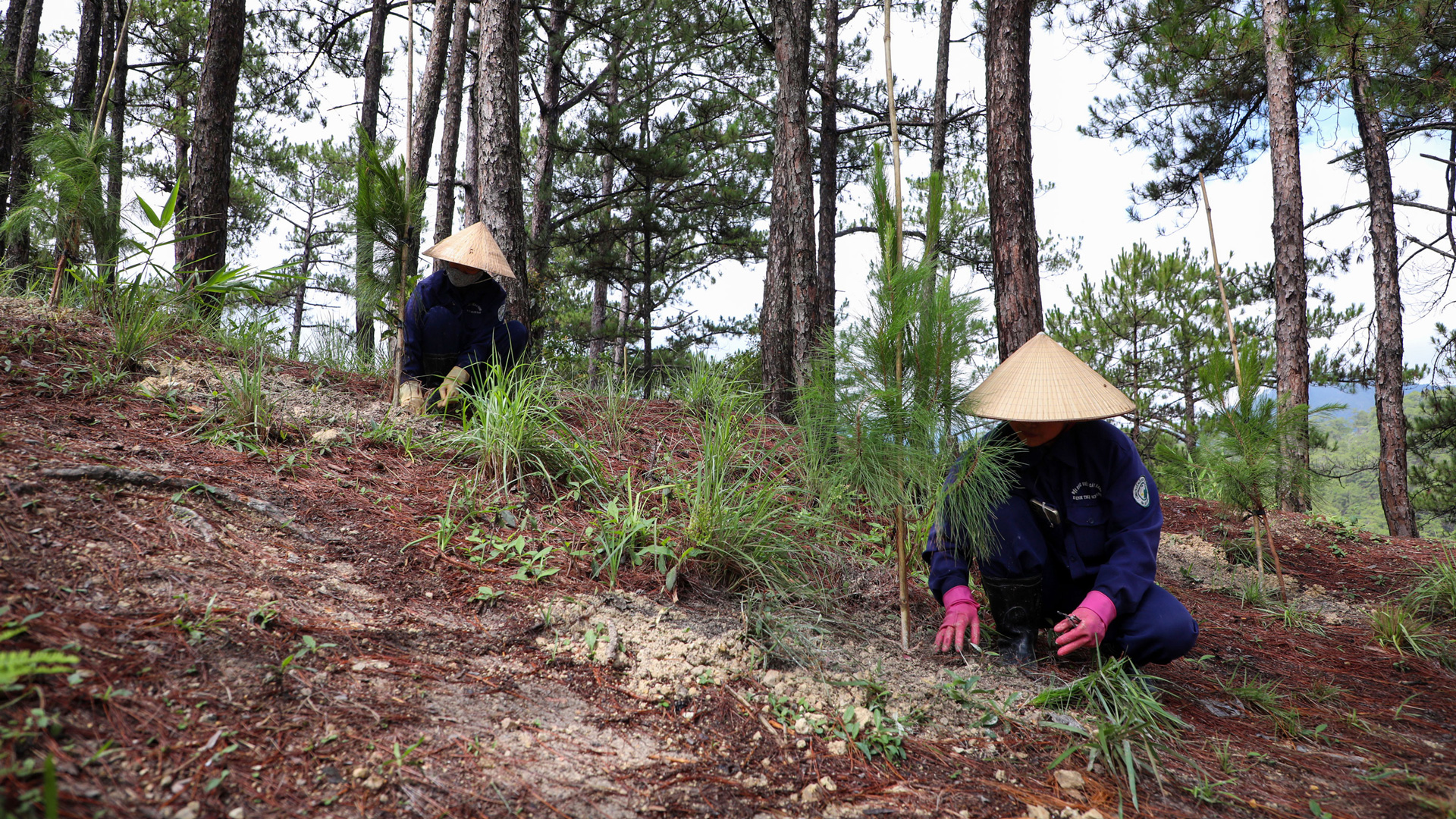 Đà Lạt kêu gọi chung tay trồng 3,8 triệu cây xanh