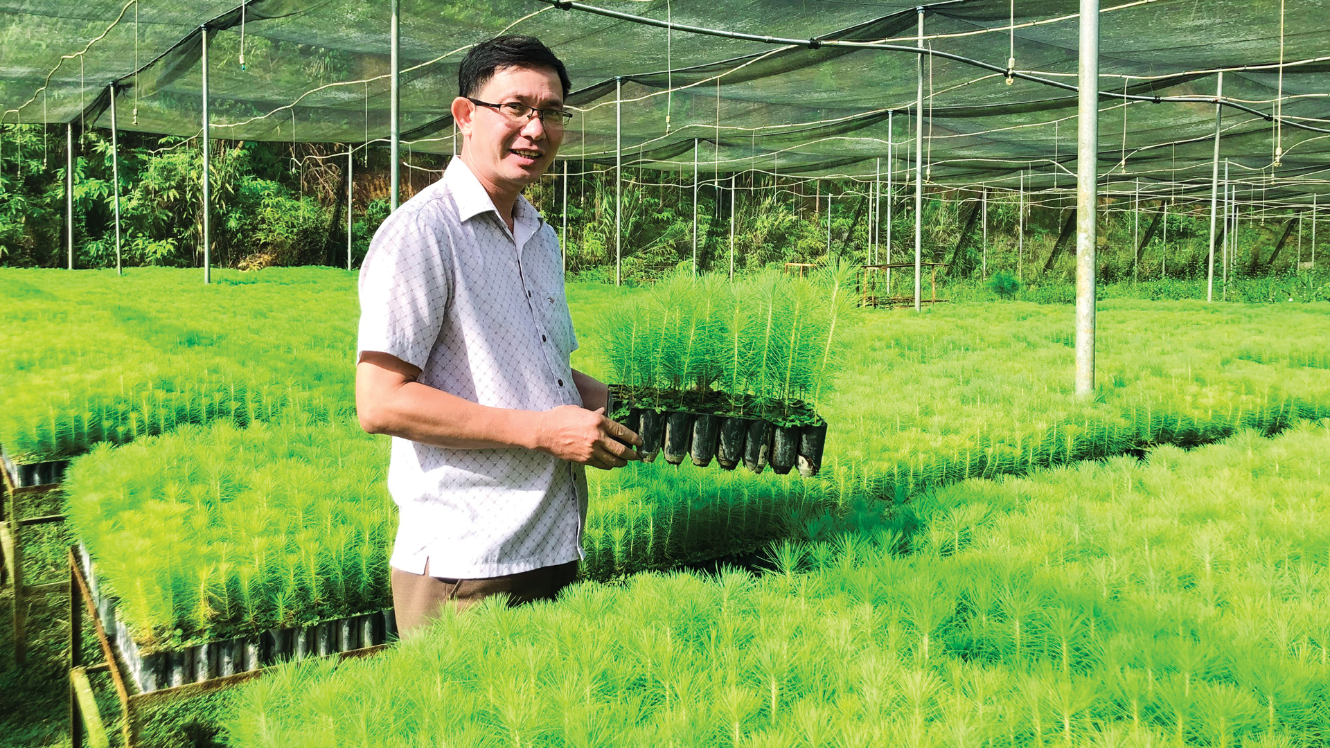 Hiệu quả từ ươm giống thông trên giá thể xơ dừa