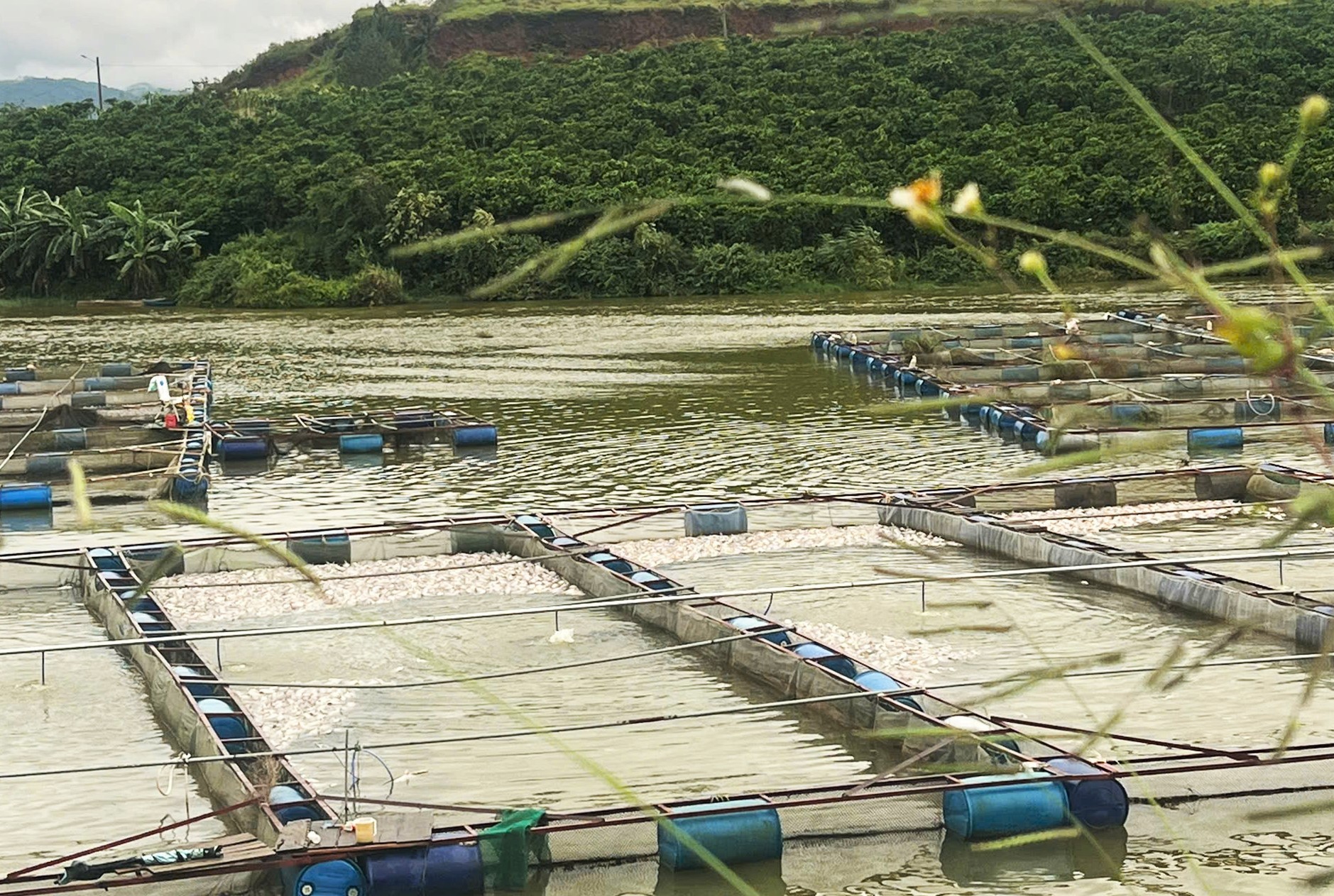 Thời điểm ông gia đình ông Tiến phát hiện cá bị chết vào sáng 12/6, nước hồ Mai Thành đột nhiên chuyển màu trắng đục