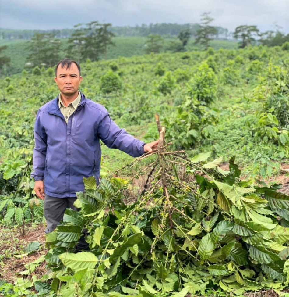 Ông Trần Văn Đương xót xa bên vườn cà phê 18 ha bị chặt hạ không thương tiếc