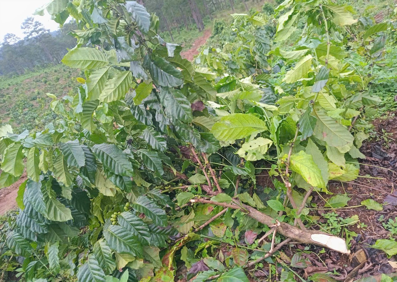 Vườn cà phê 18 ha bị chặt hạ 